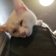 I’ve become one of our cats; stuck inside, sleeping all day.